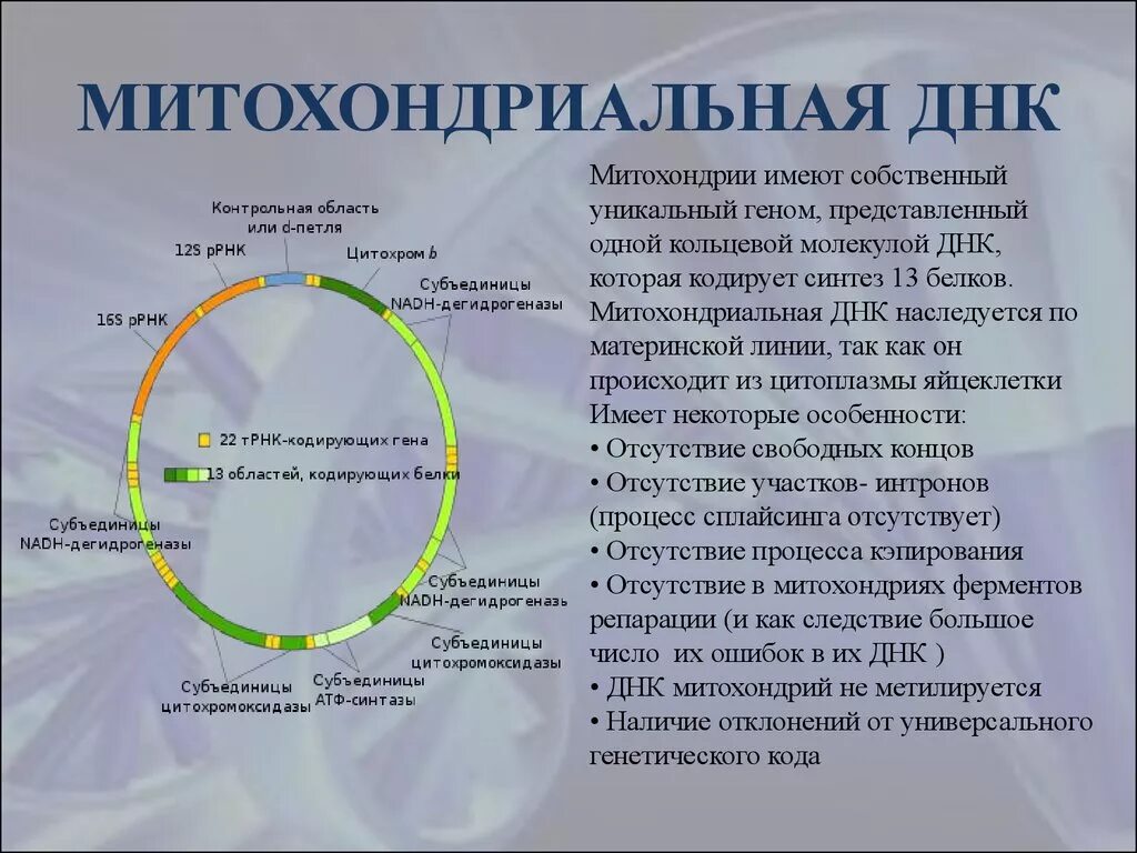 Какая днк в митохондриях