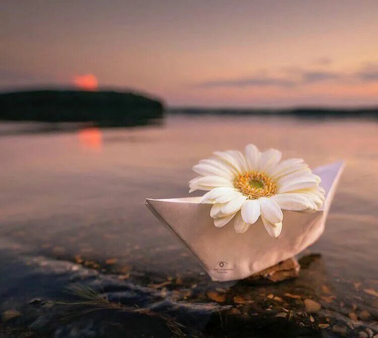 Лето птицы. Нежное утро. Цветы у озера. Вода утро цветы. Вода утро цветы.