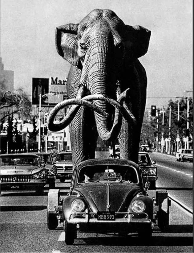 Elephant car. Слон автомобиль. Слоник машина. Машина для слонов. Слон машины 20 века.