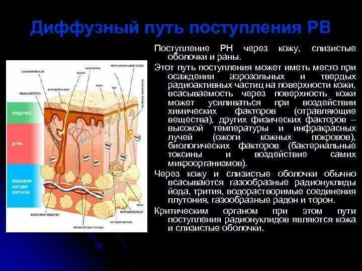 Поступление через кожу. Поступление радиации через кожу. Всасывание через кожу. Диффузный путь