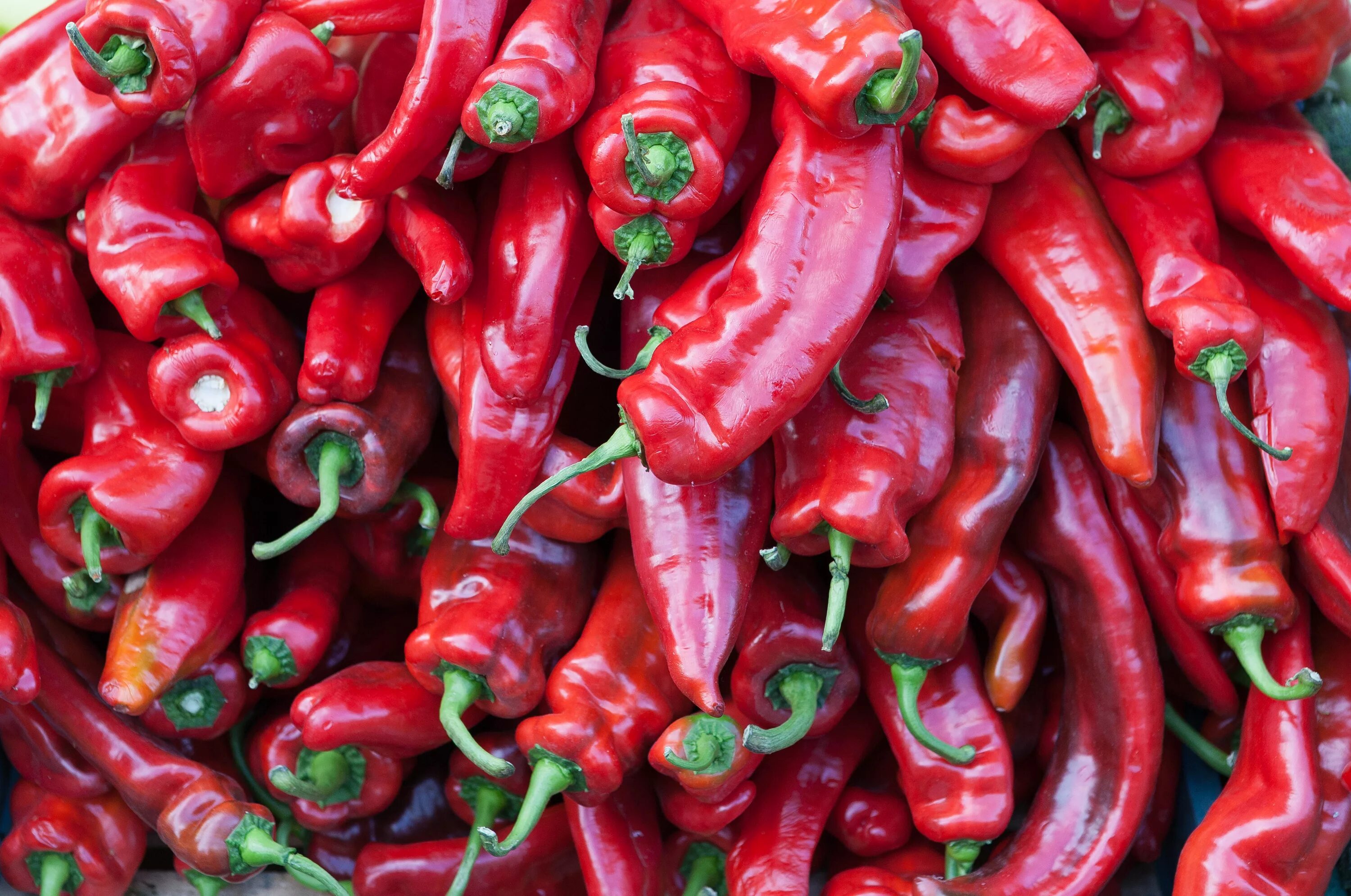 Chilli pepper. Острый перец Чили. Перец хот Пеппер. Красный острый перец Чили. Кайенский красный острый перец.