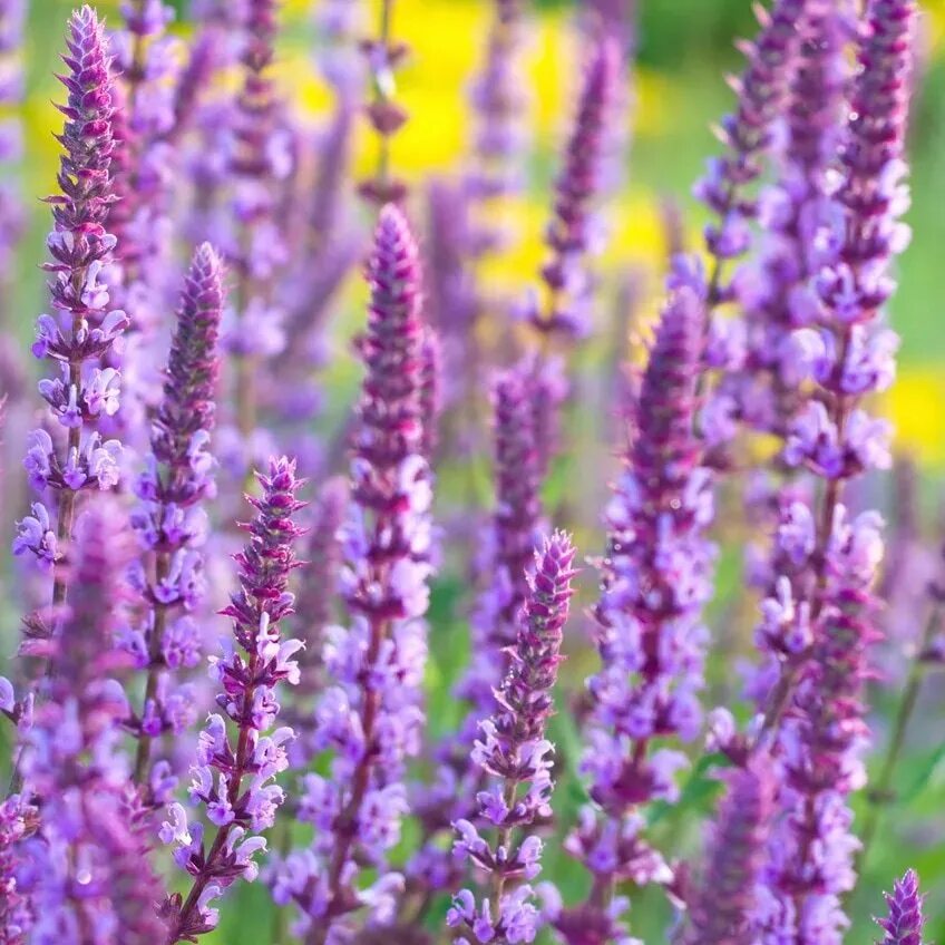 Шалфей дубравный аметист. Salvia nemorosa amethyst. Шалфей дубравный швелленбург. Сальвия дубравная (шалфей) аметист. Сальвия дубравная (шалфей) аметист.