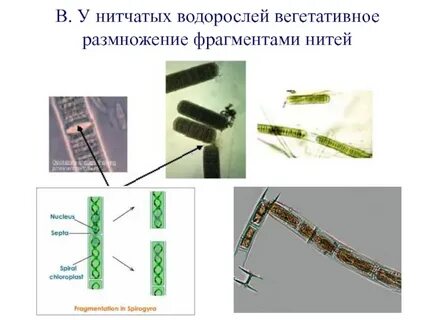 Вегетативное размножение зеленых водорослей