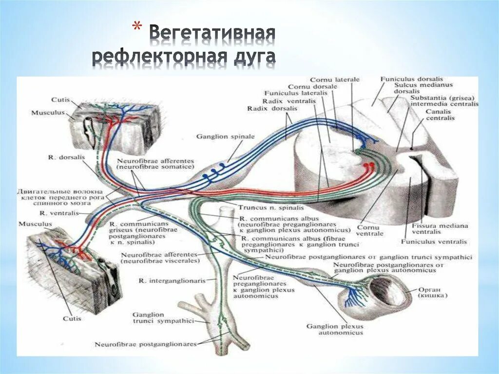 Двигательный вегетативный нейрон. Схема рефлекторной дуги вегетативной нервной системы. Рефлекторная дуга соматической системы. Вегетативная рефлекторная дуга схема. Схема строения рефлекторной дуги ВНС.