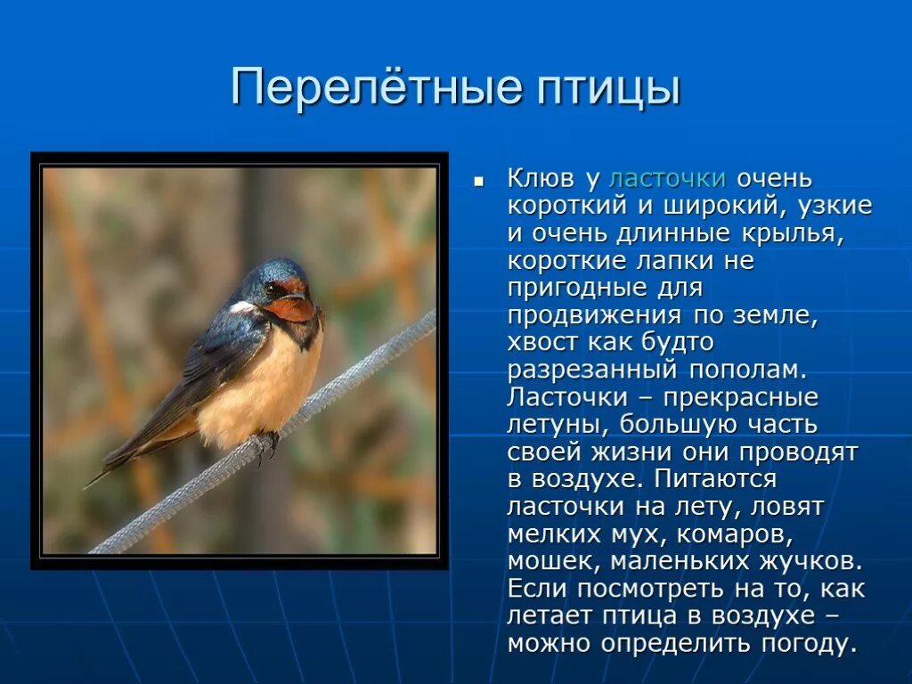 Рассказ про птиц 2 класс окружающий мир. Описание птиц. Рассказ о птицах. Ласточка Перелетная птица. Сообщение о птицах.