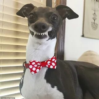 Real dog