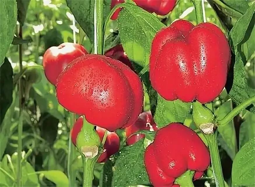 Лучшие сорта перцев для подмосковья. Теневыносливые сорта перца. сорт перца корнет. перец эверест. перец эверест описание сорта фото отзывы.