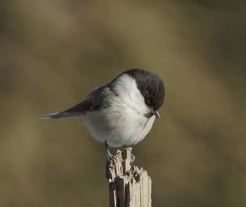 танцор дмитрий красилов (пухляш). пухляк шоумен. группа little big толстяк. дмитрий красилов little big. пухляк шоумен.