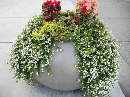 Ампельные цветы для улицы