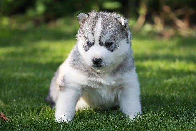 Хаска сибирская 1. 5 месяца. Хаски 1. 5 месяца. Сибирский хаски щенки 1 месяц.