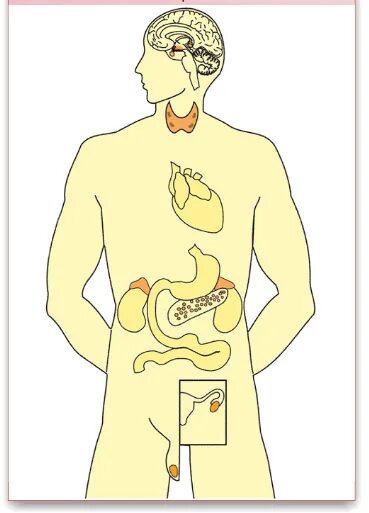 Эндокринная система человека без подписей. Железы внутренней секреции человека без подписей. Железы внутренней секреции человека рисунок. Эндокринная система без надписей. Рисунок эндокринной системы человека