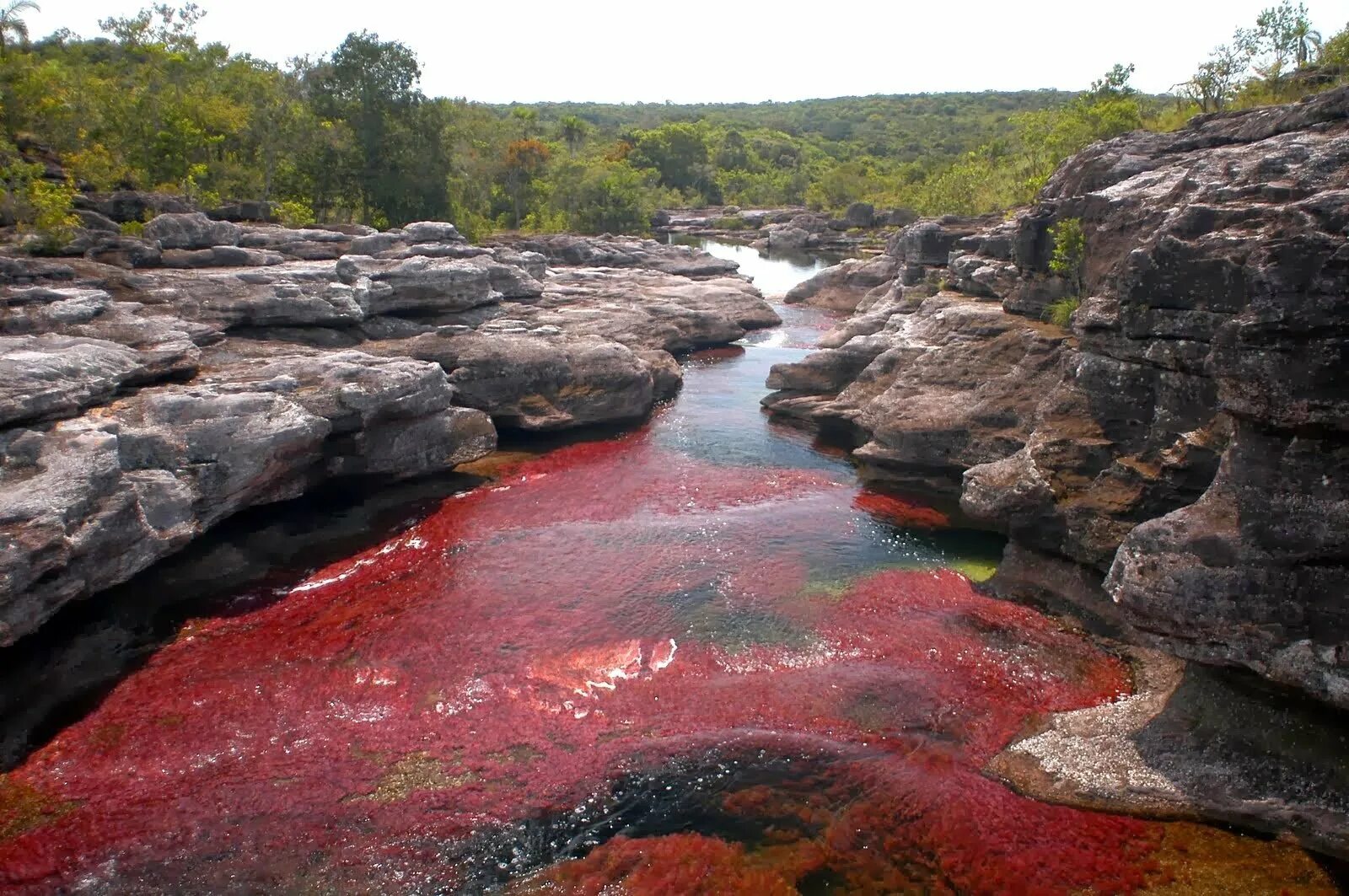 Самая северная река в мире. Река Каньо Кристалес. Разноцветная река Каньо-Кристалес. Каньо-Кристалес Колумбия. Каньо Кристалес (Caño cristales).