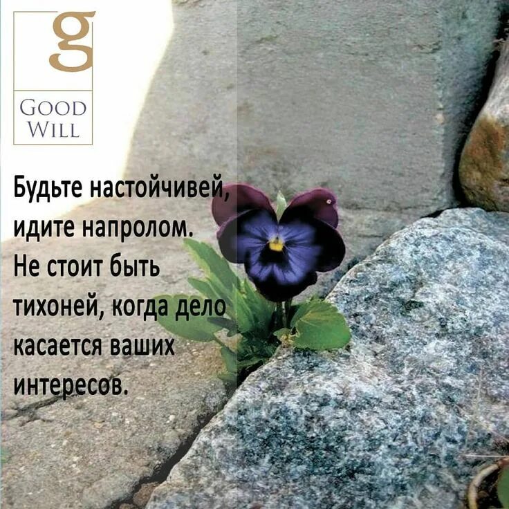 Будьте настойчивы упорны но не упрямы помните. Будьте настойчивы идите напролом. будьте настойчивей. будьте настойчиво, идите напролом, когда дело касается. будьте настойчивы цитаты.