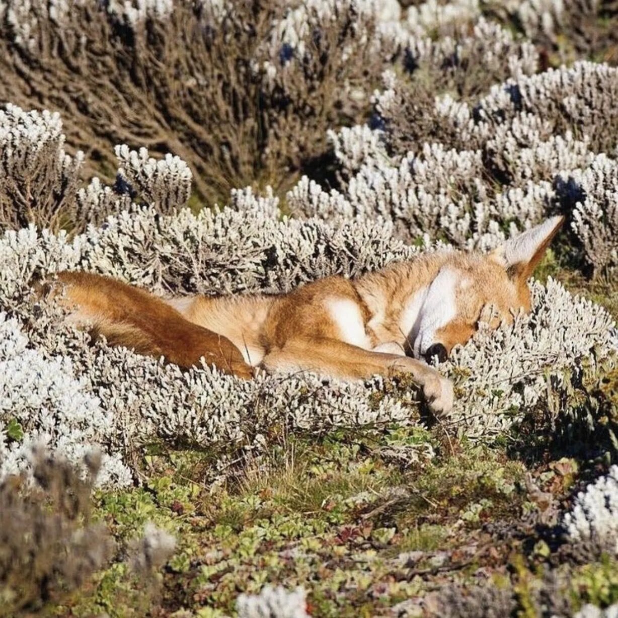 Рыжая лиса во сне. Спящие боги Meeple Foxes. Лиса на солнышке. Лиса в норе фото.