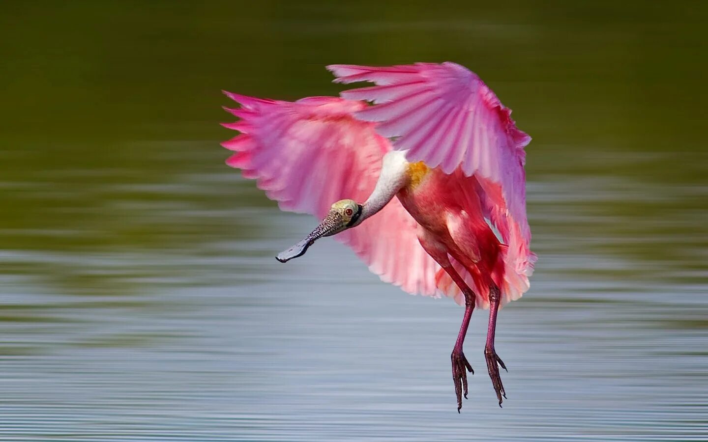 Оперение ее переливалось лимонным и розовым цветом. Roseate Spoonbill. Колпица Райская птица. Дельта Волги Фламинго. Розовая колпица птица.