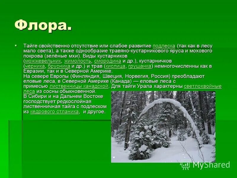 Тайга находится перед полярным кругом. Тайга находится перед полярным кругом