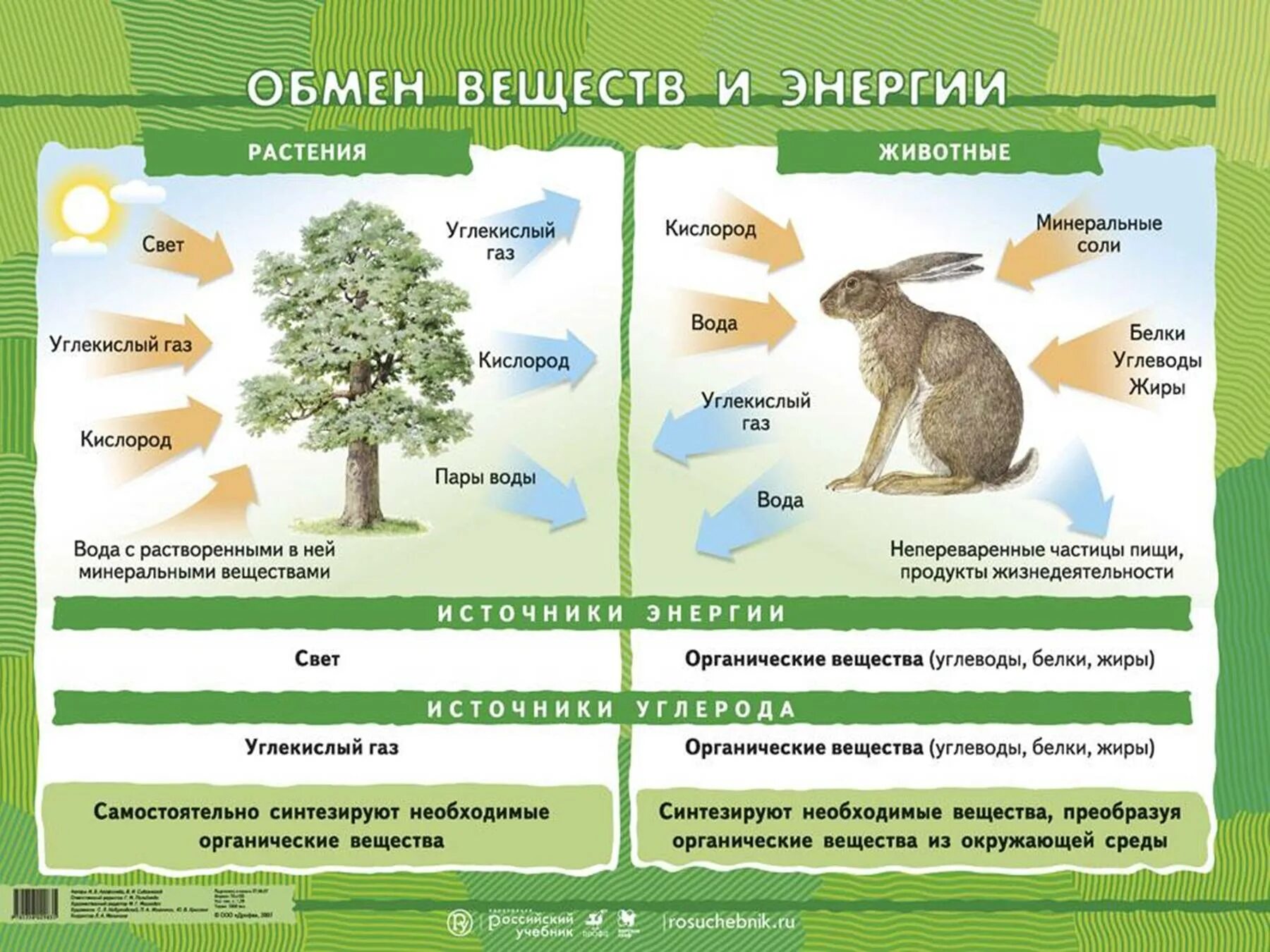 Схема обмена веществ по биологии. Обмен веществ и энергии растений схема. Биология 6 класс схема по обмен веществ. Обмен веществ у животных.