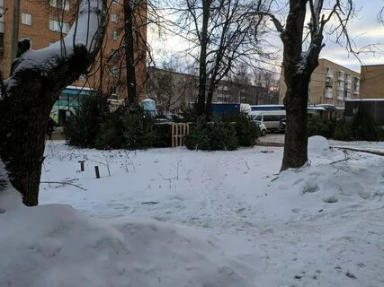 Почему не продают елки на улице 2023