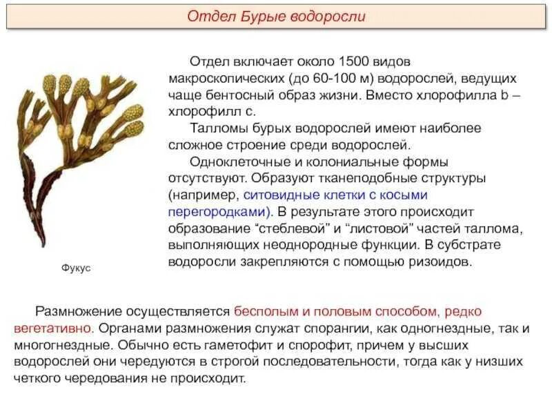 Бурые водоросли какое строение. Фукус (отдел бурые водоросли). фукус тип таллома. отдел бурые водоросли размножение. фукус структура таллома.