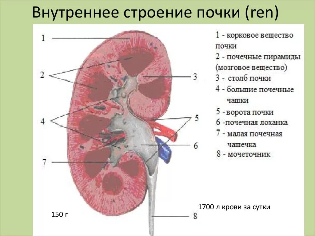 Стенки лоханки. Внутри почек структура. Строение чашечно лоханочной системы почек. Строение внутреннее строение почки. Чашечно-лоханочная система почки строение анатомия.