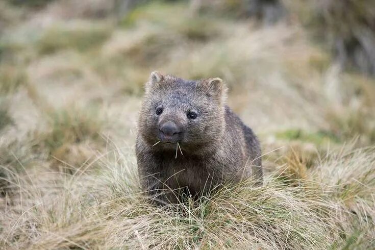 Me with my good pal Steve Irwin #Australia #animals #wombat ウ ォ ン バ ッ ト, お か し な