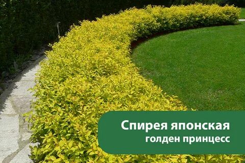 Спирея голден принцесс описание
