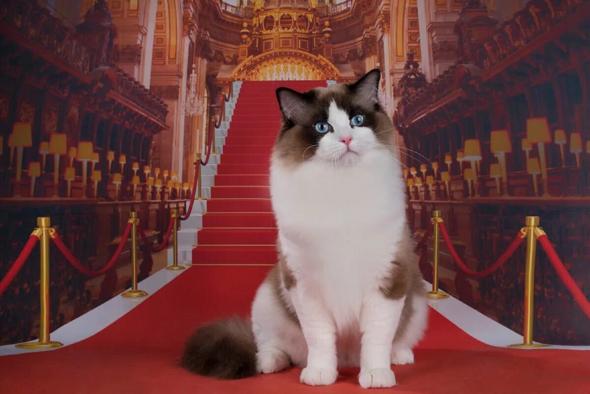 Эрмитаж коты. Эрмики коты эрмитажа. эрмитажные коты эрмитажные коты. коты в музее эрмитаж. эрмитажные коты музея.