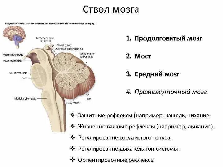 Ствол головного мозга строение и функции. Ствол мозга строение анатомия. Функции отделов ствола головного мозга. Ствол мозга средний мозг строение. В состав ствола мозга входят