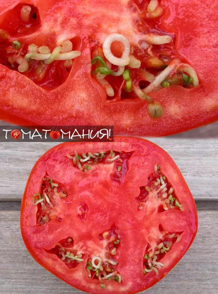 Плохо всходят семена томатов. Томат сорт червивый помидор. Помидор в разрезе. Косточки помидора. Проросший помидор.