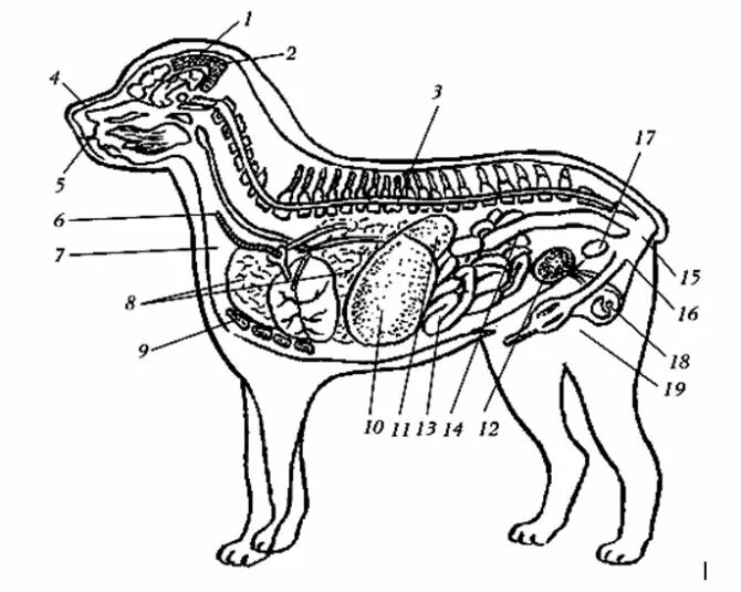 Внутреннее строение органов животных. Расположение внутренних органов у собаки анатомия. Анатомия селезенки собаки. Строение внутренних органов собаки брюшная полость. Анатомия брюшной полости собаки внутреннее строение.