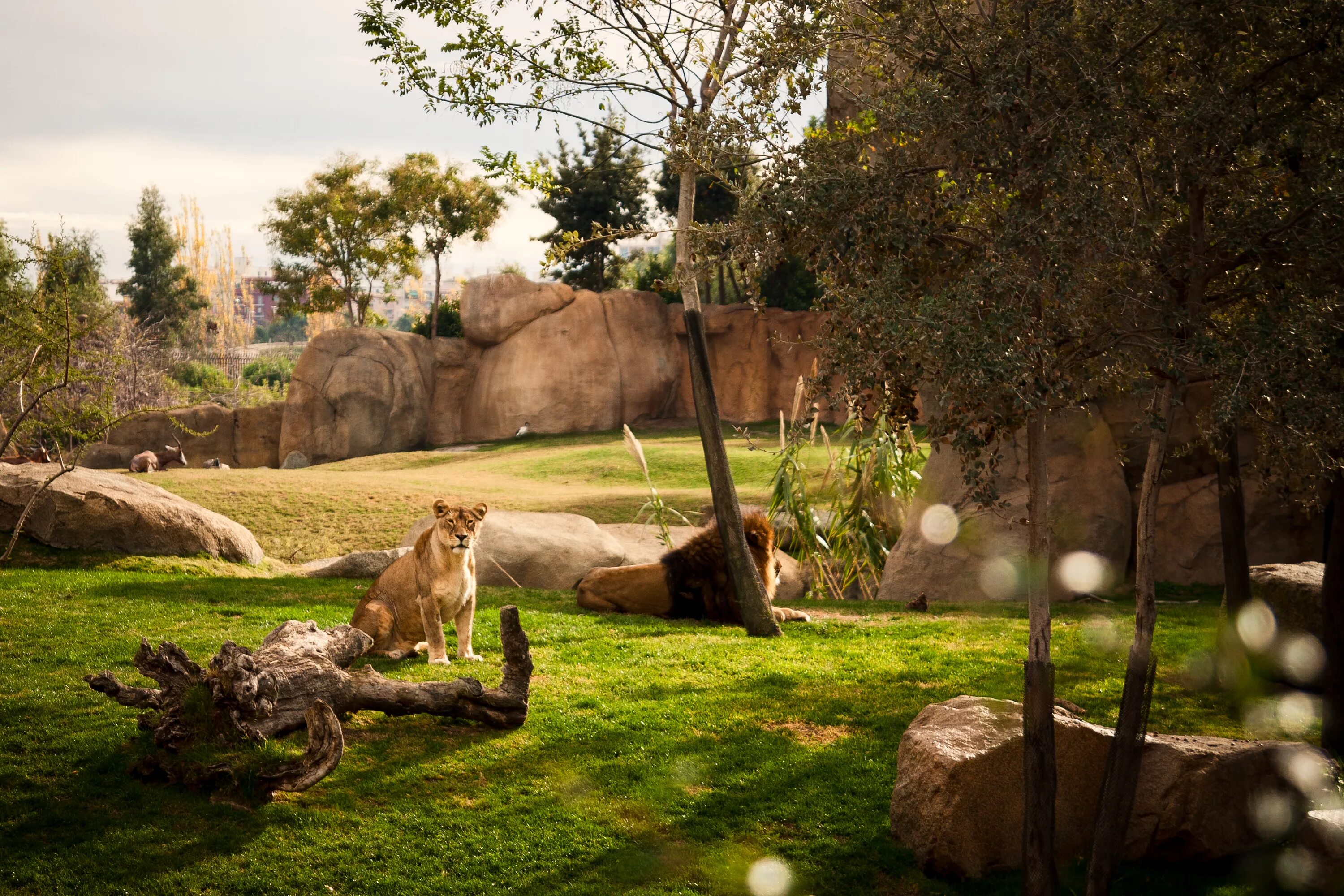 Zoo animals park. Биопарк Валенсия. Биопарк Валенсии в Испании. Биопарк Рим. Биопарк «Нагасаки».