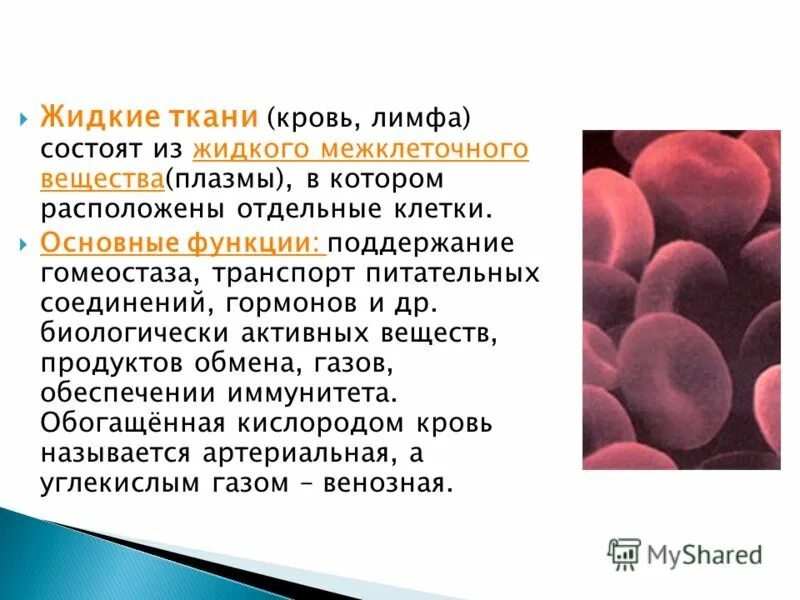испанский дизайнер манель торрес. манель торрес. клей для материала ткани. кровь ткань функции. состав плазмы крови схема.
