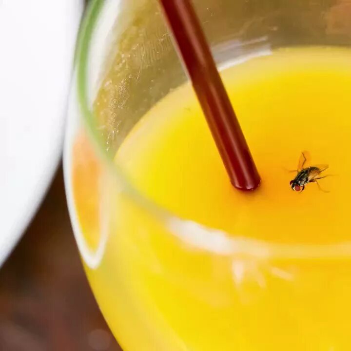 К чему муха в чае примета. Муха в стакане. бокалы с мухами. муха в чае.