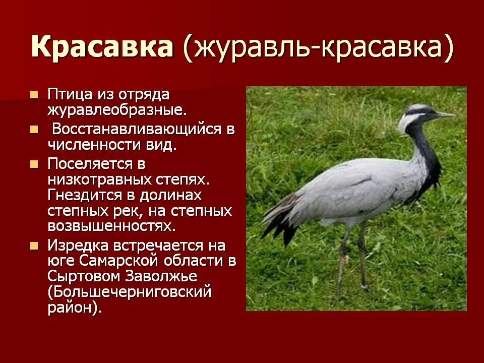 Название птиц занесенных в красную книгу