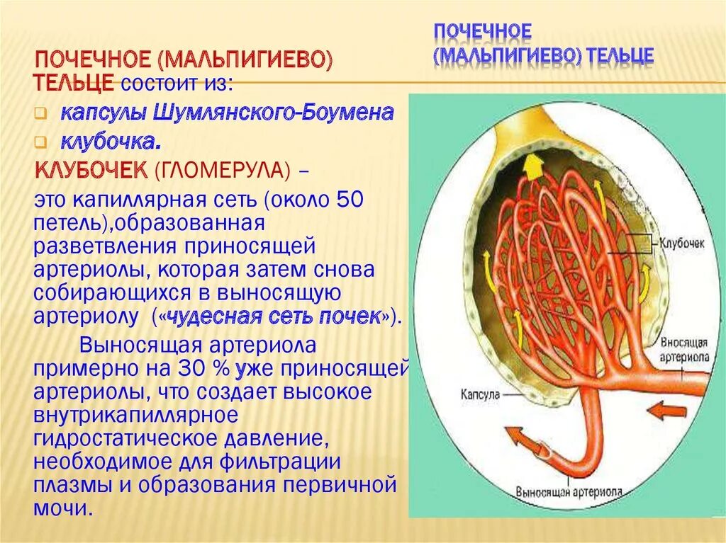 Строение почки почечное тельце. Анатомия почки мальпигиево тельце. Мальпигиевы тельца Шумлянского. Мальпигиевы клубочки анатомия. Почечное тельце почки