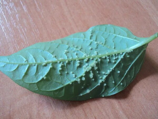 Болезни винограда альтернариоз. Бугорки на листьях. Виноградный зудень. Филлоксера виноградная (виноградная тля). Белая пятнистость на листьях винограда.