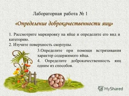 Значение блюд из яиц в питании