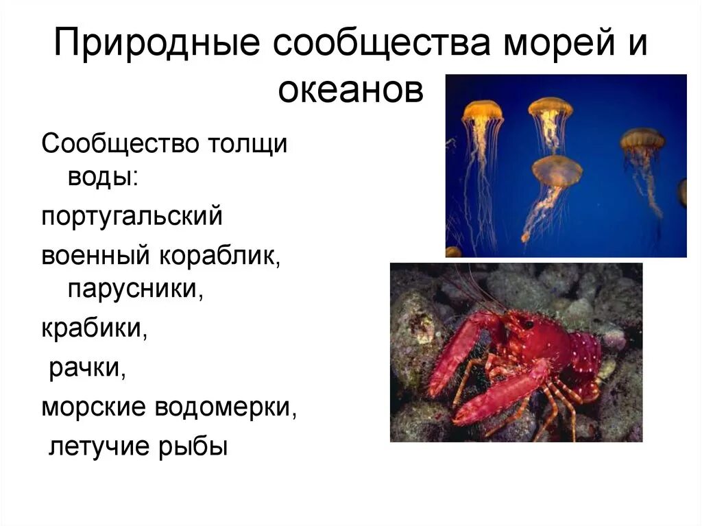 Жизнь в морях и океанах 5 класс. Сообщества морей и океанов. Природные сообщества море и океан. Природное сообщество море. Природные сообщества морей и океанов.