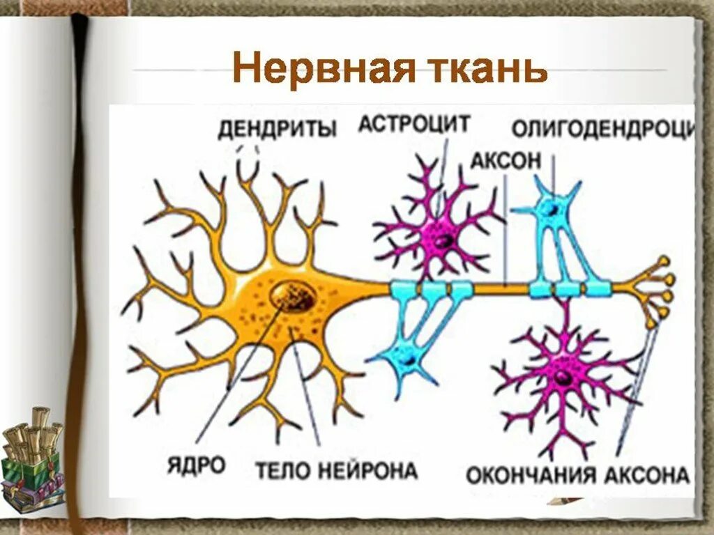 Какие органы образует нервная ткань. Микроскопическое строение нервной ткани. Строение нервной ткани животных. Схема нервная ткань Нейрон нейроглия. Виды нервной ткани 8 класс биология человека.