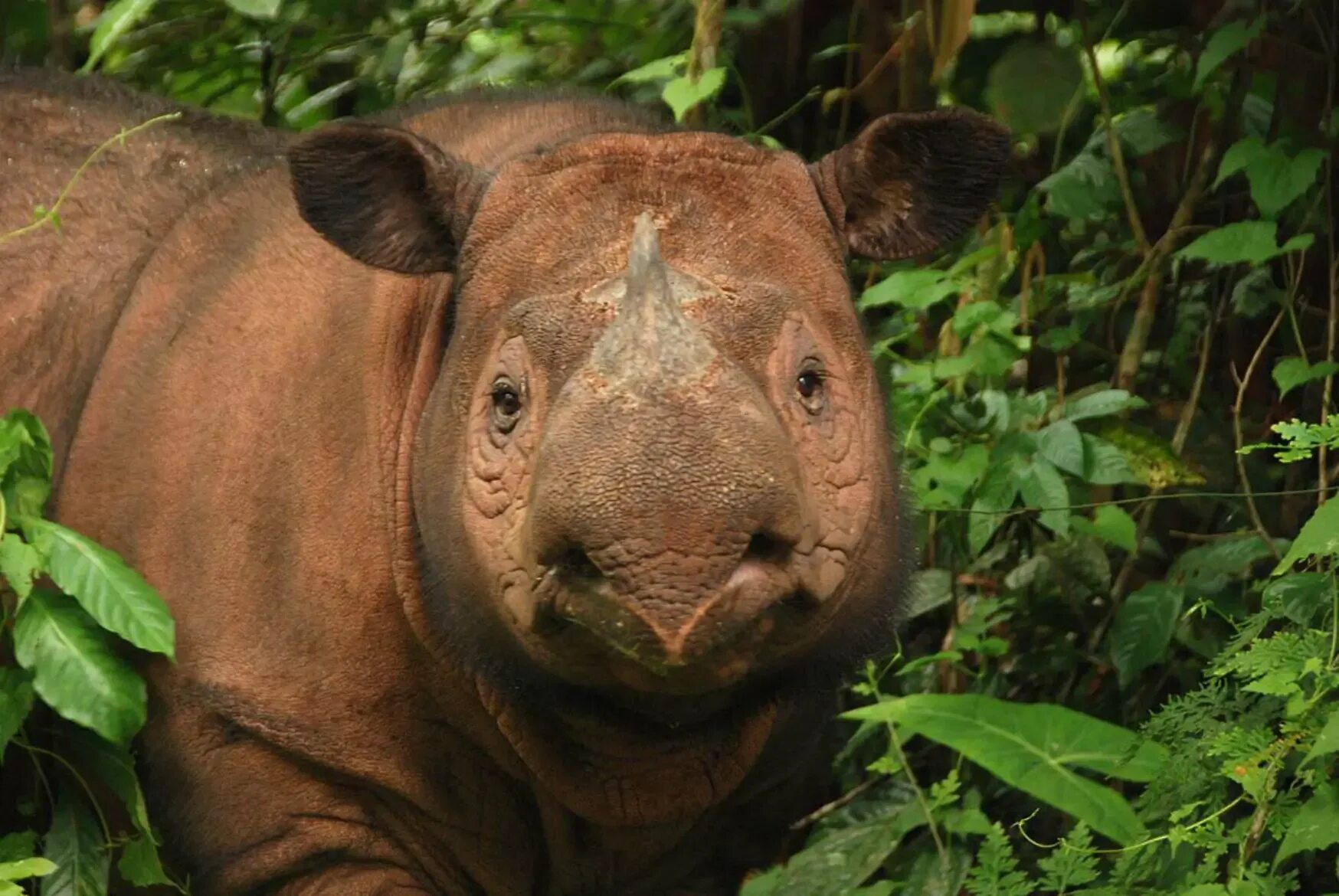Редкие обитатели. Суматранский носорог. Суматорскский носорог. Суматранский носорог детеныш. Суматранский двурогий носорог.