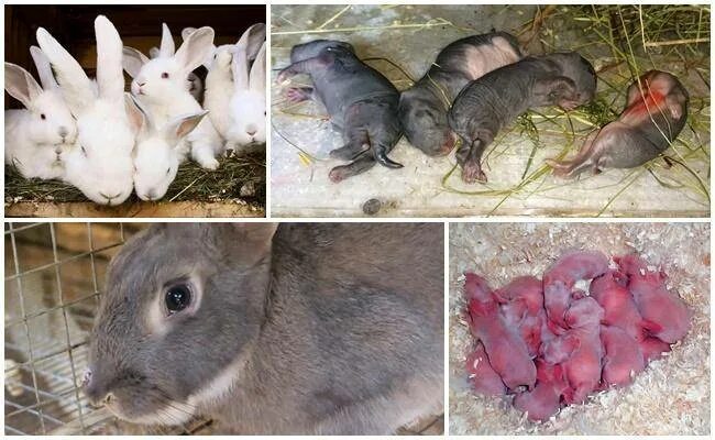 Через сколько рожают кролики. Крольчата 1 месяц. Новорожденные крольчата.