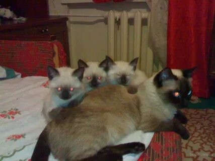 Тайский котенок в добрые