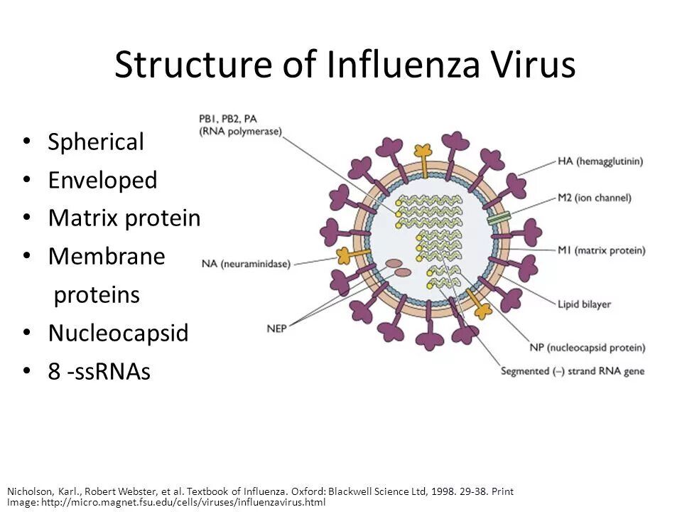 Грипп состав. Influenza virus structure. Вирус инфлюэнца строение. Influenza virus морфология. Структура гриппа.