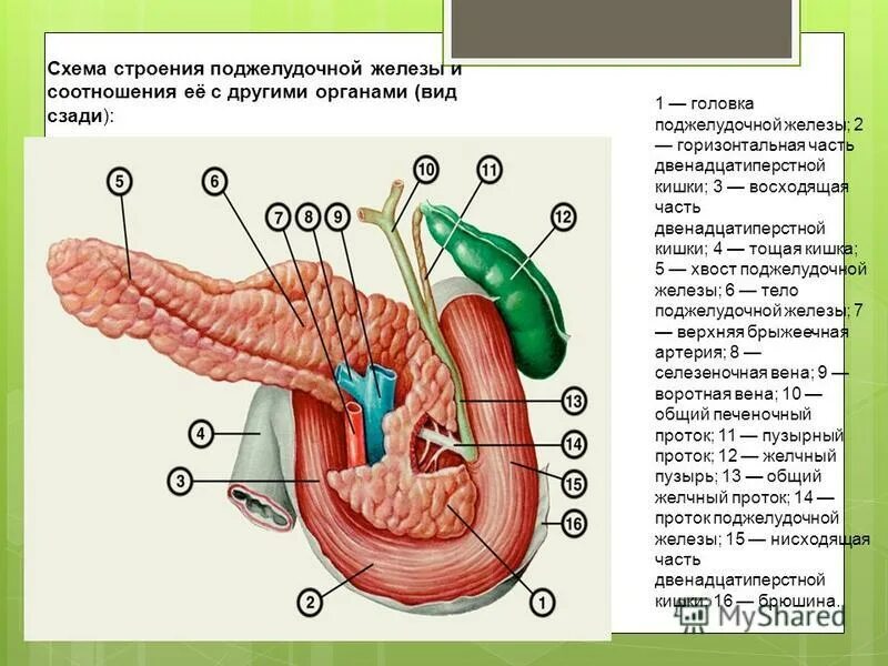 Поджелудочная железа рисунок анатомия