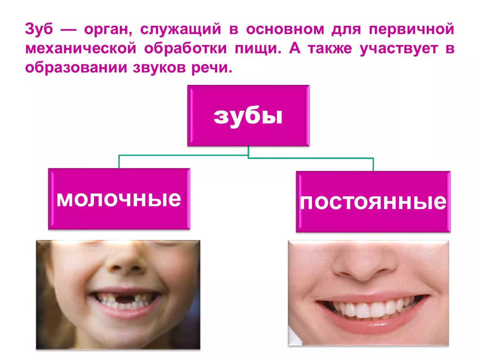 Зубы выполняют функции. Функции зубов. строение зубов. зубы строение и функции. зубы функции зубов.