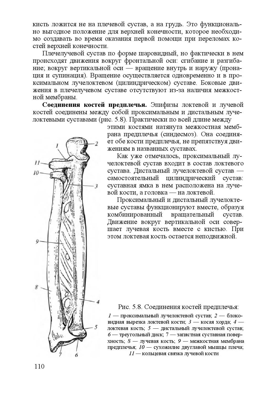 Соединение костей предплечья. Кости предплечья между собой соединяются. Виды соединения костей предплечья. Соединение костей предплечья между собой. Кости предплечья соединение