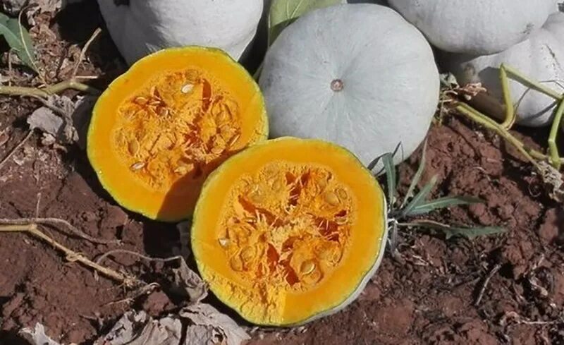 Тыква медовая крошка описание сорта. Тыква крупноплодная крошка. тыква медовая крошка. тыква серая крошка. тыква сорт крошка.