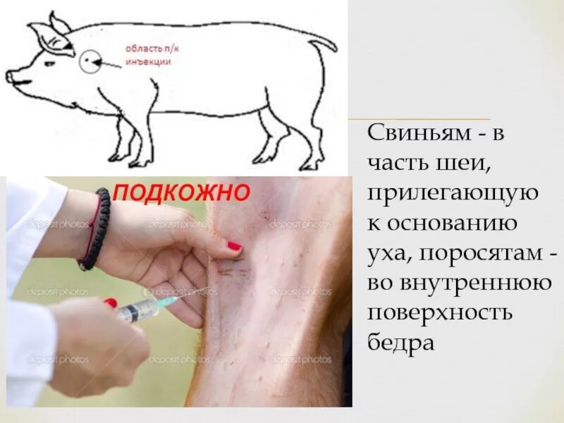 Подкожная инъекция свинье. Как ставить укол свинье. Как делать уколы свиньям. Внутримышечные инъекции свиньям.