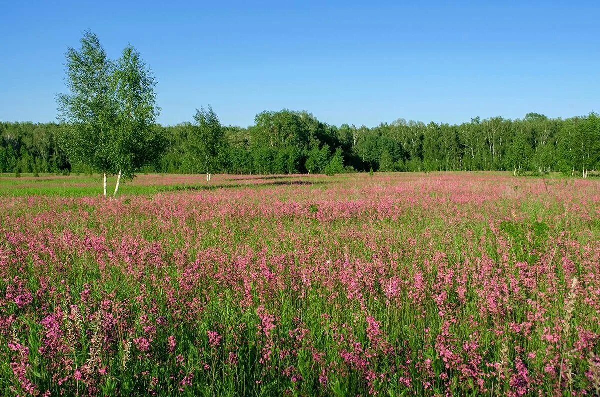 хорошие новости красное поле. красное поле челябинск маковое поле. челябинск европейский 2 красное поле. татарстан красное поле. красное поле сосновского района челябинской области видео.