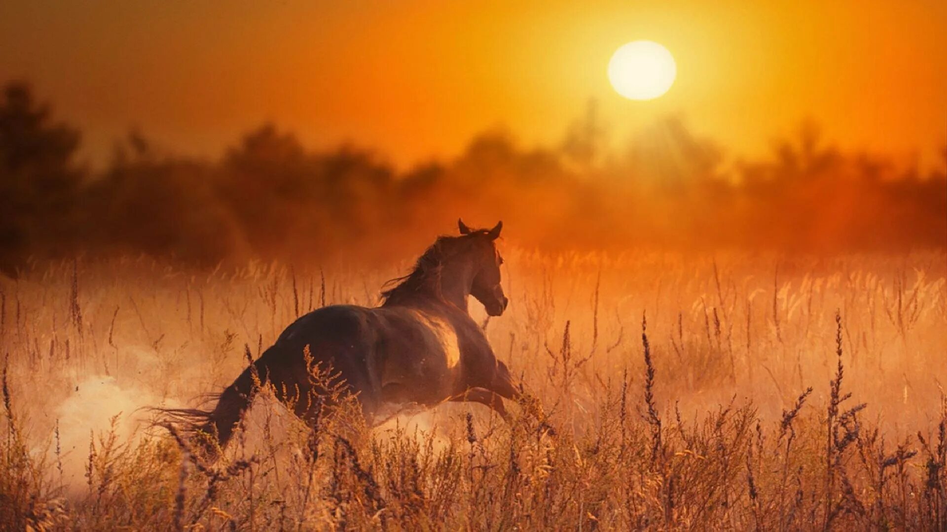 Разбуди меня песней зари. Конь на закате. Лошади на рассвете. Лошади на рассветерассвете. Лошадь в поле.